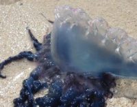 El CSIC descarta un aumento de medusas en los últimos dos siglos