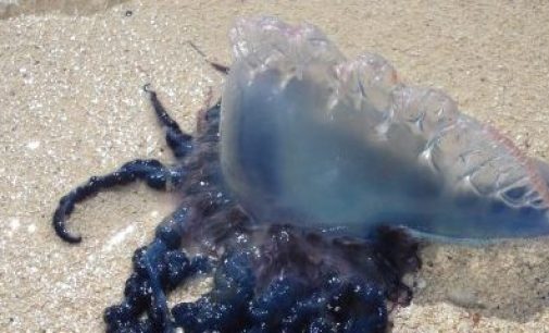 El CSIC descarta un aumento de medusas en los últimos dos siglos