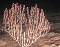 Oceana descubre nuevas áreas de coral en las montañas submarinas de Baleares