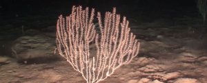 Oceana descubre nuevas áreas de coral en las montañas submarinas de Baleares