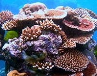 Rutas marítimas para proteger la Gran Barrera de Coral australiana