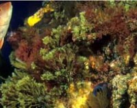 Declararán las montañas submarinas de Gorringe Área Marina Protegida