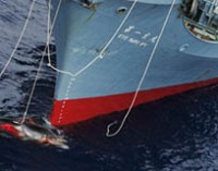 Japón continuará con la caza de ballenas