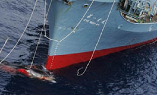 Japón continuará con la caza de ballenas