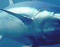 Reunión anual del ICCAT