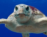 El día mundial de los océanos debería ser todos los días