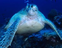 Grave descenso de las poblaciones marinas