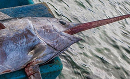 Oceana estima la pesca ilegal de pez espada en Italia en 25 M€ al año