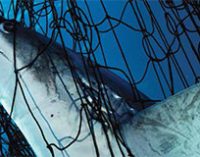 Oceana lucha por una pesca más limpia en EEUU