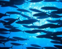 El 30% de la pesca mundial no se declara oficialmente