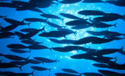 El 30% de la pesca mundial no se declara oficialmente