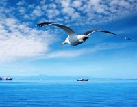 La OMI avanza en su lucha contra el cambio climático