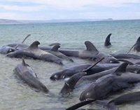 Mueren 25 ballenas en la costa de México