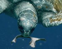 Anillas biodegradables para proteger los océanos