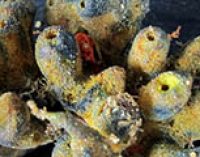 Gran arrecife descubierto en la desembocadura del Amazonas