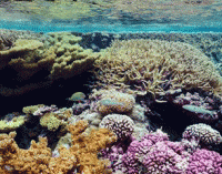 Arrecifes de corales: ¿Sabías qué…?