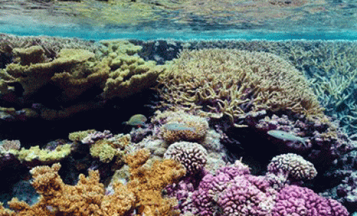 Arrecifes de corales: ¿Sabías qué…?