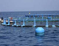 El Gobierno actualiza la regulación de las organizaciones profesionales en el sector de la pesca y la acuicultura