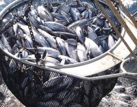 Crisis en el sector pesquero europeo