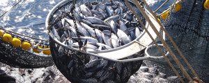 OPAGAC. La flota atunera española pionera en adoptar un estándar de pesca responsable
