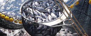 Crisis en el sector pesquero europeo