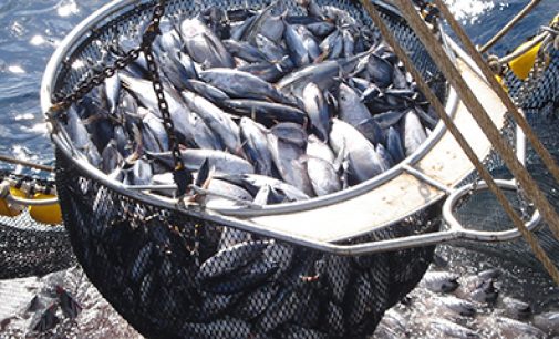 La flota atunera española pionera en adoptar un estándar de pesca responsable