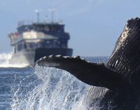 Efectos del ruido en la flora y fauna marina. ¿Sólo el sonido?