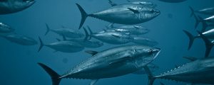 Informe de Oceana sobre fraude de pescado