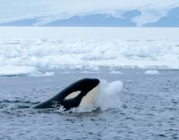 Mar de Ross se declara la zona protegida marina más grande del mundo