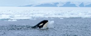 Mar de Ross se declara la zona protegida marina más grande del mundo