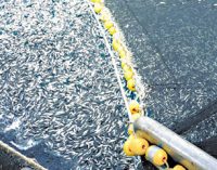 Más cuota de pescado, pero ¿es sostenible?
