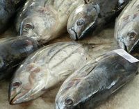 Balance positivo del acuerdo de TAC y cuotas de pesca del consejo para 2017