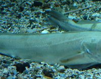 AZTI inicia la campaña de investigación sobre la reproducción de la merluza europea