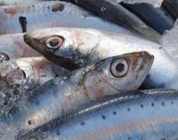 Cero pesca de sardinas para 2018