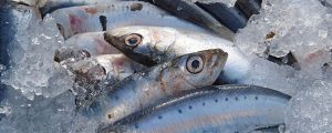 Cero pesca de sardinas