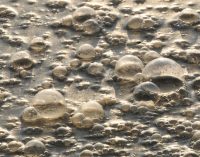 EMSA analiza la presencia de PFOS y HBCDD en buques