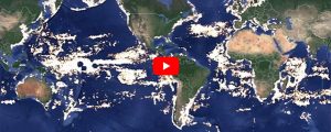 impacto de la pesca en la vida marina Oceana