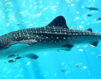 126 países acuerdan la protección de los tiburones