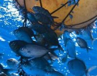 La flota atunera española retira desechos de las Seychelles