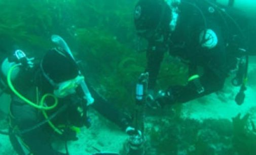 El ruido de los barcos afecta a la comunicación de las especies marinas