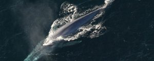 11 navieras participan en el Programa para proteger a las ballenas azules y mantener el cielo azul