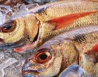 España registra en 2017 un descenso del 22% en la facturación de productos pesqueros