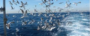 descartes pesca cantabrico