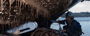biofouling