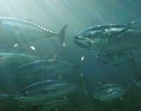España defiende los derechos sociolaborales de la pesquería del atún tropical