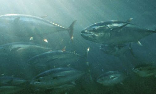 España defiende los derechos sociolaborales de la pesquería del atún tropical