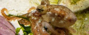 El Instituto Español de Oceanografía logra reproducir el pulpo en cautividad