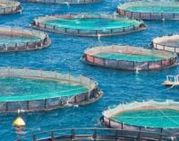 La acuicultura europea se recupera plenamente de la recesión