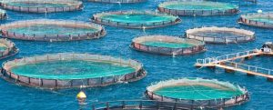 La acuicultura europea se recupera plenamente de la recesión