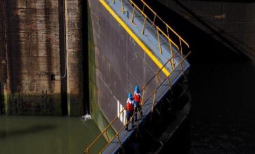 Canal de Panamá reitera normas marítimas para la protección de los cetáceos